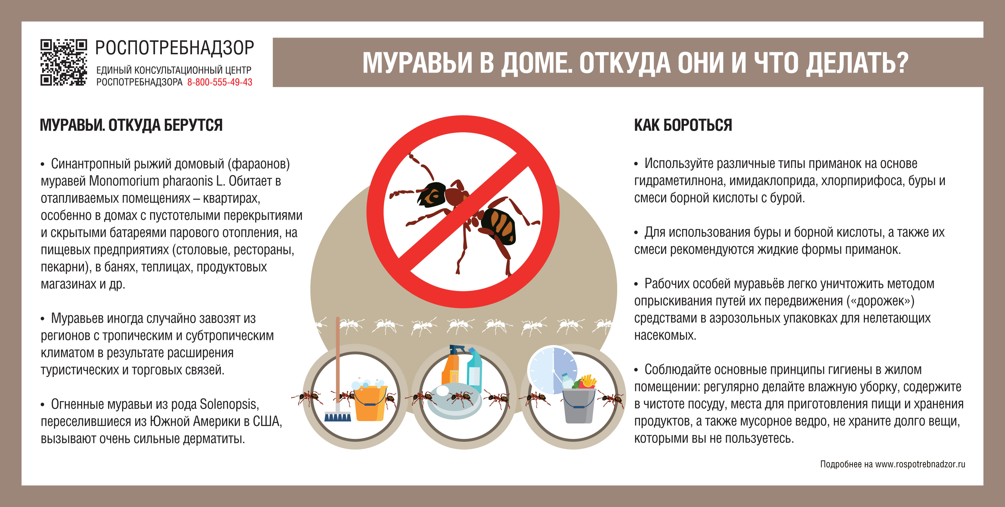 Роспотребнадзор: «О рекомендациях как защитить жилое помещение от домовых  муравьев» | 09.02.2021 | Менделеевск - БезФормата